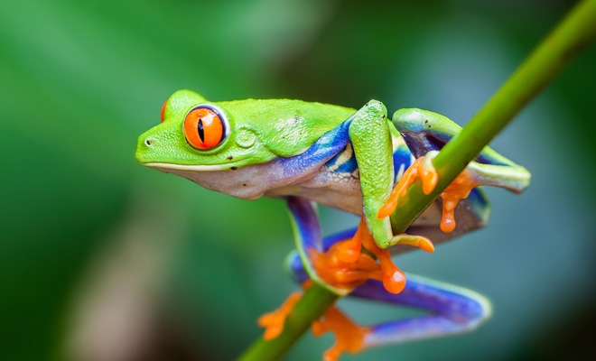 Qué significado tiene soñar con ranas