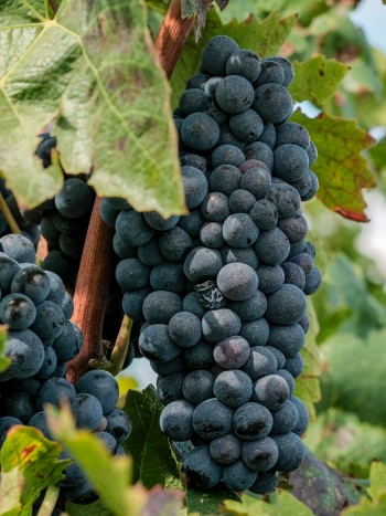 Soñar con racimos de uvas: cómo transformar tu vida
