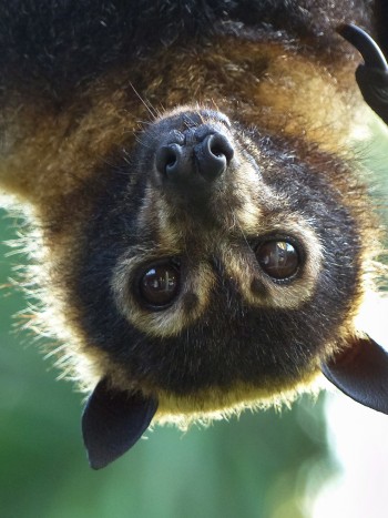 Soñar con murciélagos: sigue tu intuición