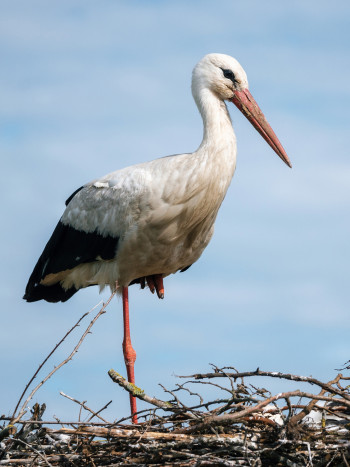 ¿Has soñado con cigüeñas? Eres MUY afortunada