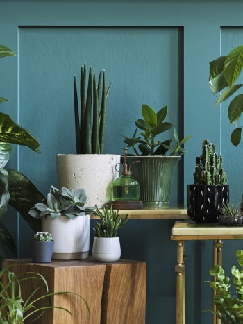 El significado de los sueños con plantas: distintas interpretaciones