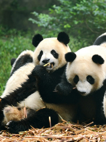 El adorable significado de soñar con un oso panda