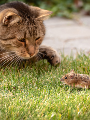 Soñar con gatos y ratones NO es un juego: significado e interpretación