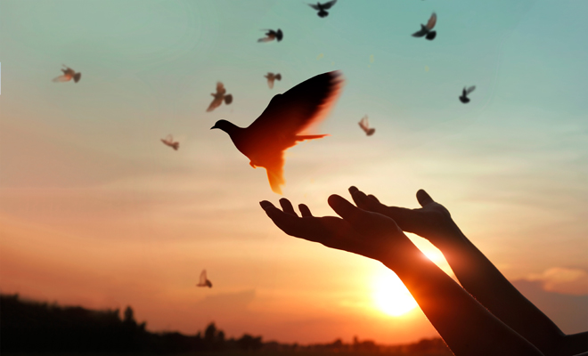 Qué significado tiene soñar con una paloma muerta