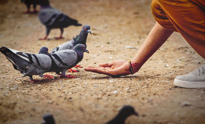 Qué significado tiene soñar que alimentas a las palomas