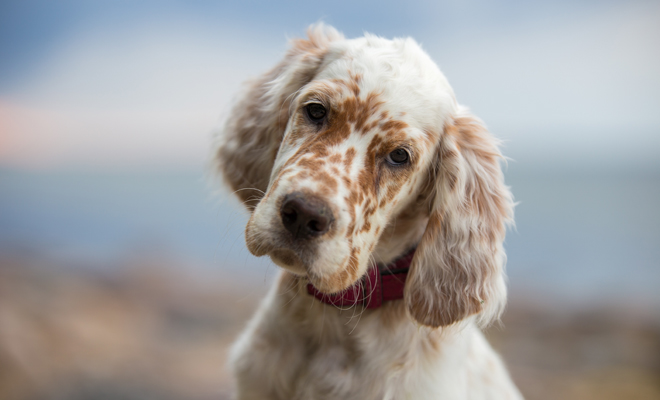 ¿Aún no sabes cómo llamar a tu mascota?