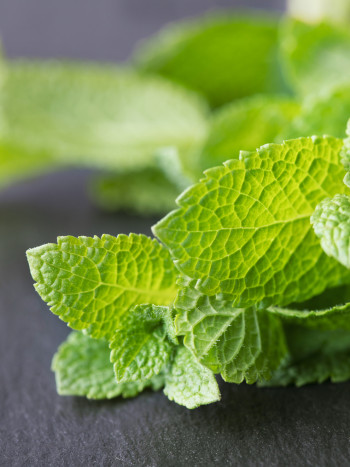7 propiedades y beneficios de la menta como planta medicinal