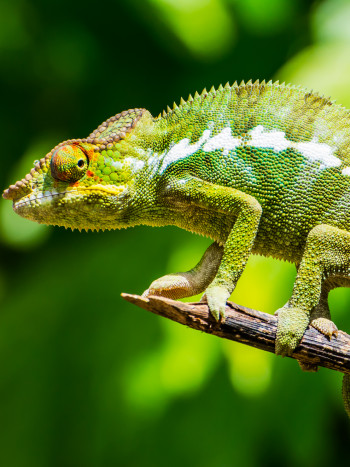 El significado de soñar con un camaleón: cambia el color de tu vida