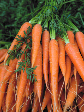 Soñar con zanahorias: todos sus significados positivos y negativos