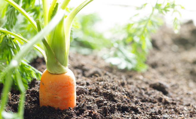 Significados negativos de soñar con zanahorias