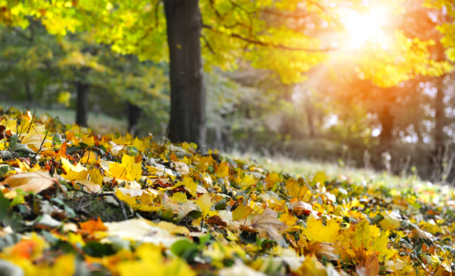 Horóscopo 2019: Virgo en septiembre