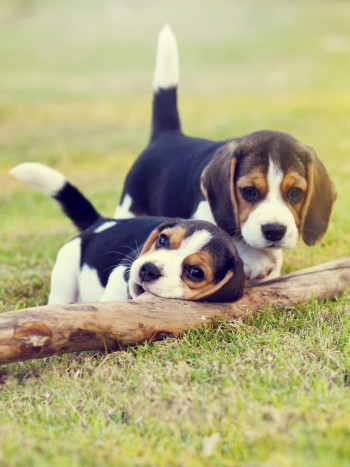Soñar con un beagle: tu lado más sociable