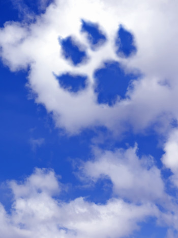 Emotivas cartas de amor para tu perro fallecido: descansa en paz amigo