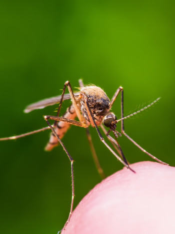 Plantas medicinales para las picaduras de insectos que van de maravilla