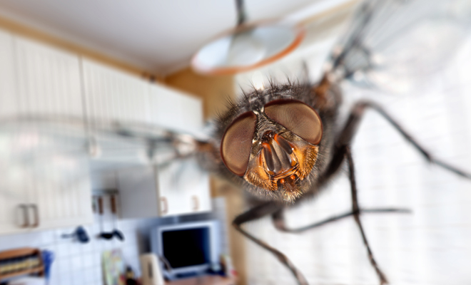 Qué significa soñar con moscas en casa o en la pared