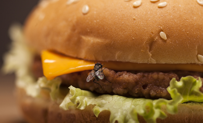 Interpretación de soñar con moscas en la comida