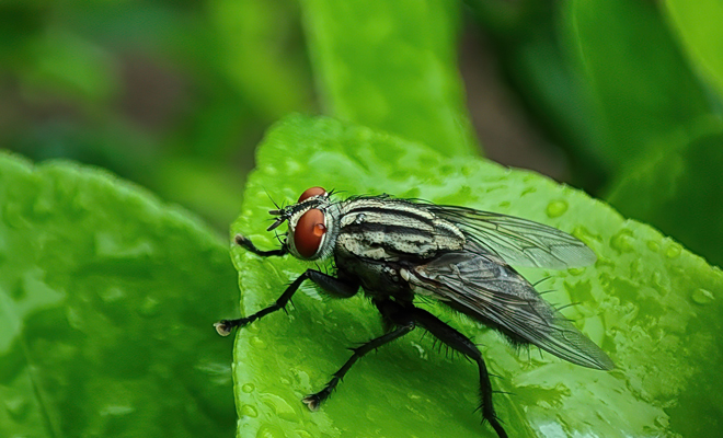 Interpretación de soñar con moscas grandes o gigantes: ¡descúbrelo!