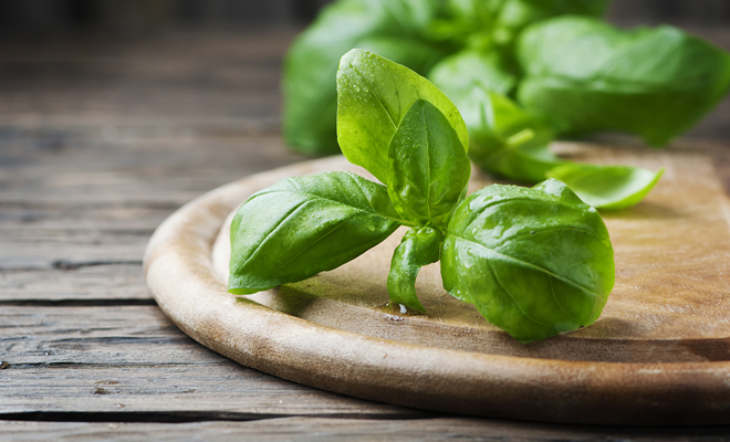 Albahaca para las picaduras de insectos