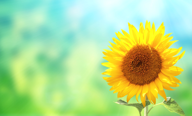 Helenio para las picaduras de insectos