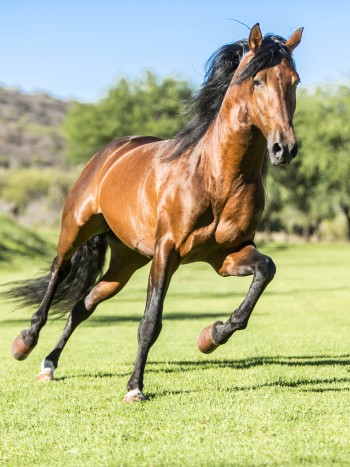Qué significa soñar con caballos: significado de los sueños con animales