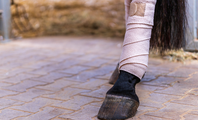 El significado de soñar con un caballo herido