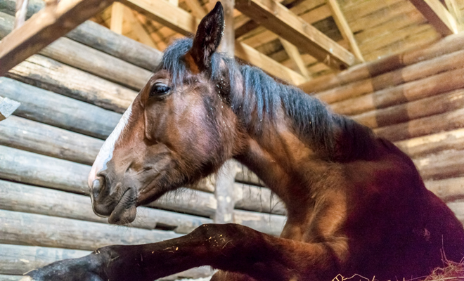 Qué significado tiene soñar con un caballo muerto