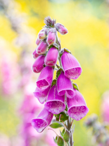La dedalera como planta medicinal: propiedades y peligros que debes saber