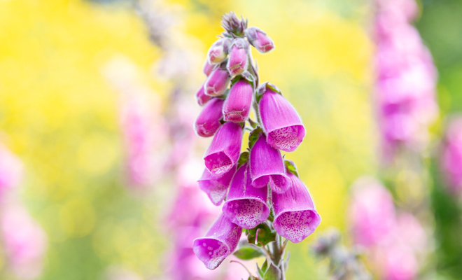 Dedalera: Todo lo que debes saber sobre esta planta medicinal