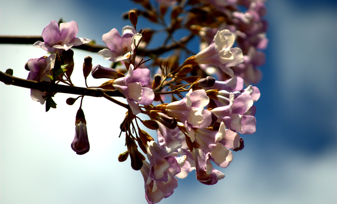 ¿Cuáles son los beneficios de la dedalera en la salud?