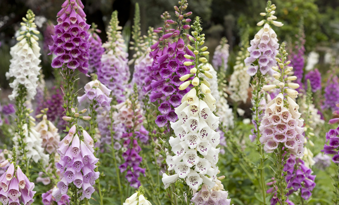 Peligros de la dedalera como planta medicinal