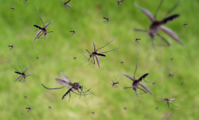 Qué significado tiene soñar con mosquitos pequeños