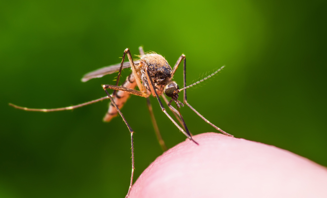 Soñar que soy un mosquito: ¿qué significa?