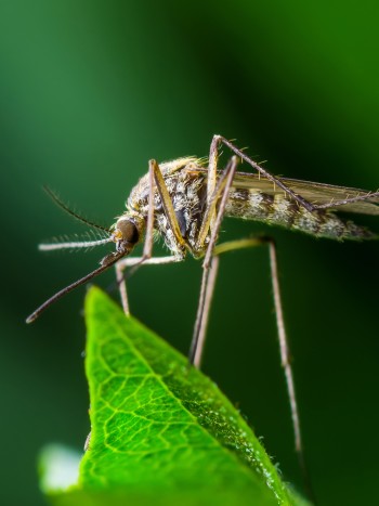 Soñar con mosquitos: cómo afrontar los problemas
