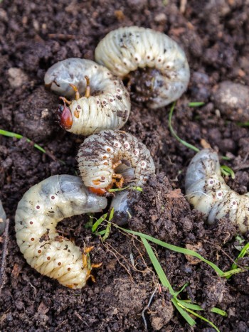 Soñar con larvas: ¿te estás transformando?