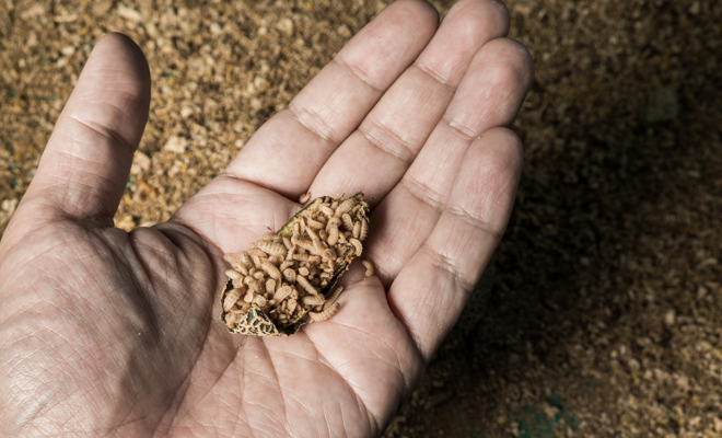 Qué significa soñar con larvas en el cuerpo o en la piel