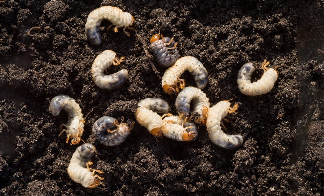 El significado de soñar con larvas en el suelo