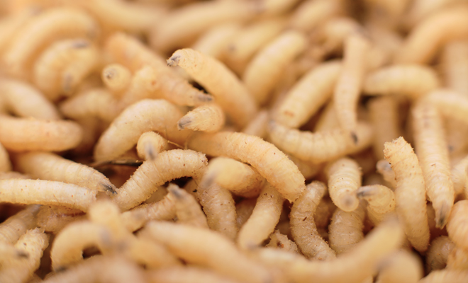 El significado de soñar con larvas de color blanco