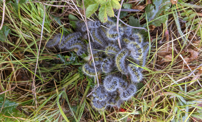 Interpretación de soñar con larvas negras