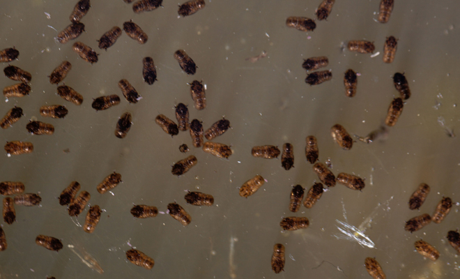 Qué significa soñar con larvas de mosca, de polilla o de gusano