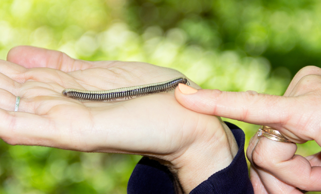 Significado de soñar que un ciempiés te pica o te ataca