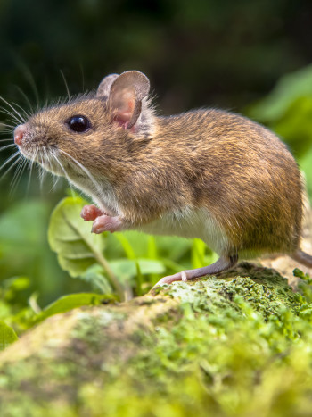 Significado de soñar con un ratón muy pequeño: el tamaño no importa