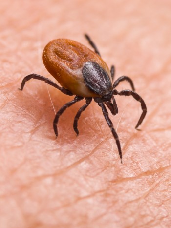 El significado de soñar con garrapatas: cuidado con los problemas