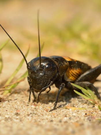 Significado de soñar con grillos: cómo solucionar tus problemas