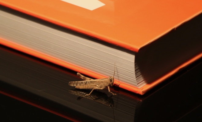 Significado de soñar con un saltamontes en casa