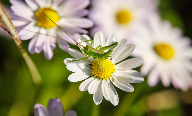 Significado de soñar con un saltamontes pequeño