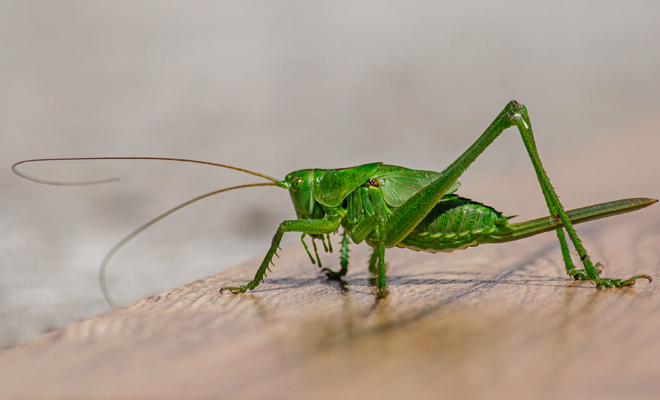 Significado de soñar que un saltamontes te ataca o te muerde