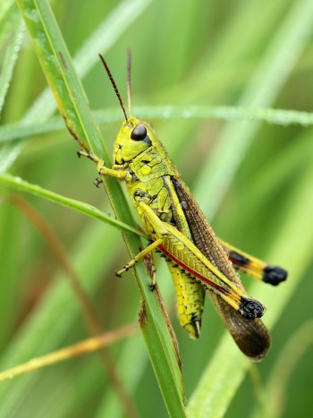 Soñar con saltamontes: ¡sáltate las normas!