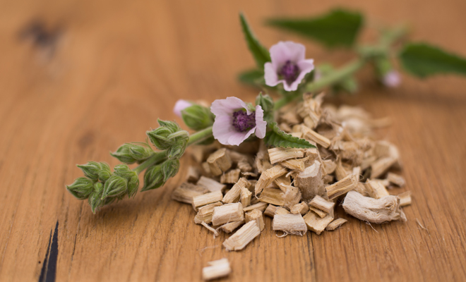 La raíz de malvavisco es muy efectiva contra la tos