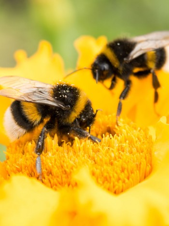 Apifobia: ¿tienes miedo a las abejas y avispas?
