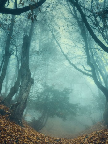 Cuáles son las causas de la hilofobia o miedo a los bosques